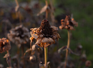 Image showing Dead zinnia flower in late afternoon winter light