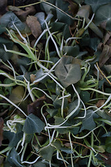 Image showing Tangled nasturtium foliage killed by frost in winter