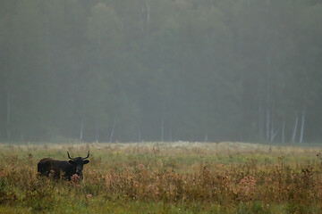 Image showing Bull grazing in the meadow on foggy summer morning.