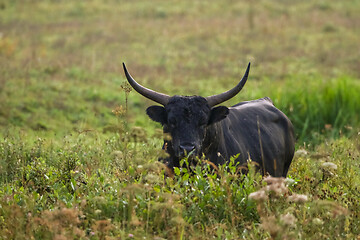 Image showing Bull grazing in the meadow on summer morning.