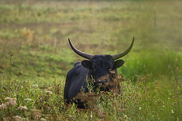 Image showing Bull grazing in the meadow on foggy summer morning.