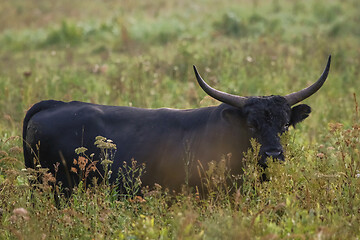 Image showing Bull grazing in the meadow on foggy summer morning.