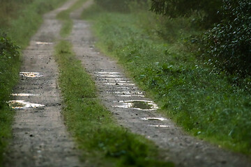 Image showing Puddles on the country woods road in foggy morning.