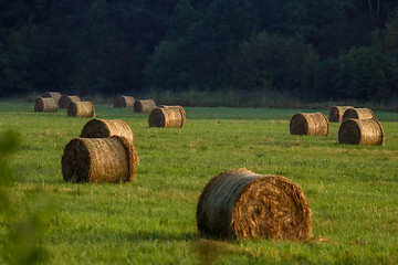 Image showing Hay bales on the field after harvest in morning.