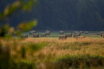 Image showing Hay bales on the field after harvest in foggy morning.