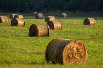 Image showing Hay bales on the field after harvest in morning.