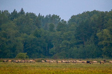 Image showing Landscape with horses grazing in meadow.