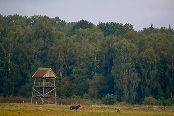 Image showing Landscape with horses grazing in meadow.