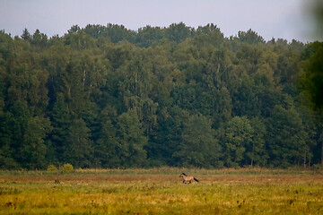 Image showing Landscape with horses grazing in meadow.