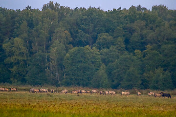 Image showing Landscape with horses grazing in meadow.