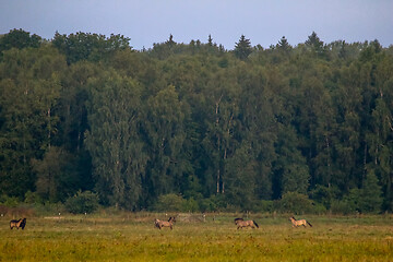 Image showing Landscape with horses grazing in meadow.