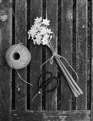 Image showing Narcissi tied with twine, with garden string and scissors
