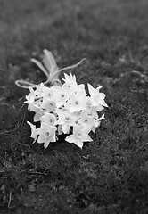 Image showing Spring bunch of white narcissus blooms