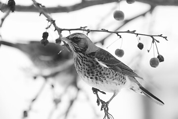 Image showing Adult fieldfare on branch of a tree in winter