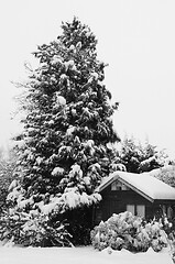 Image showing Tranquil snowy scene of a wooden hut covered in snow