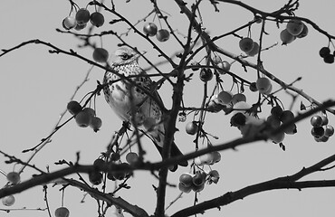 Image showing Fieldfare in crabapple tree, with snow-covered fruit