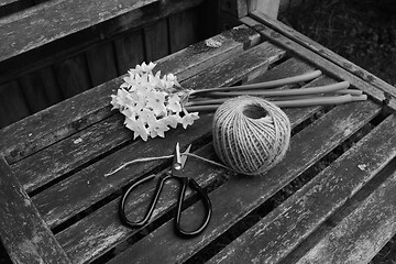 Image showing Flower scissors cutting twine, next to a bunch of narcissi