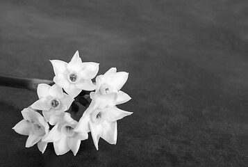 Image showing Stem of  white narcissus with six flowers