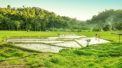Image showing Bali landscape with verdant green rice field