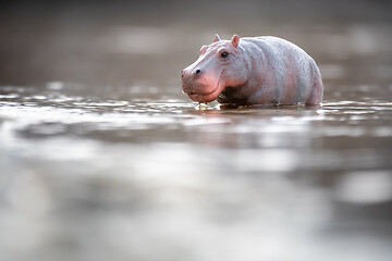 Image showing Toy hippopotamus in the water