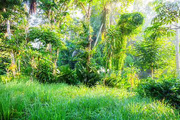 Image showing Lush green Bali nature plants vegetation