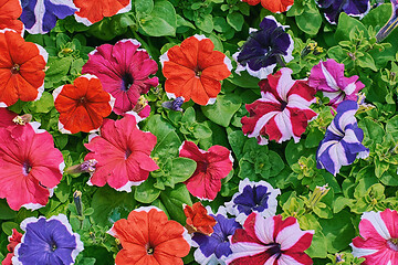 Image showing Petunias Different Colors