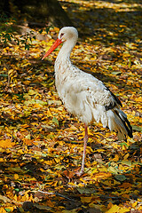 Image showing Stork in Autumn