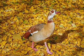 Image showing Egyptian Goose (Alopochen Aegyptiaca)