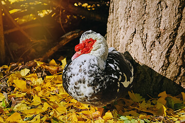 Image showing Muscovy Duck (Cairina Moschata)