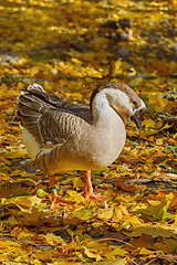 Image showing Swan Goose (Anser Cygnoides)