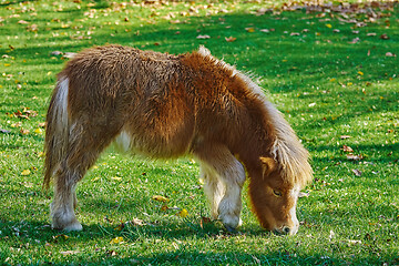 Image showing Pony Grazing on a Lawn