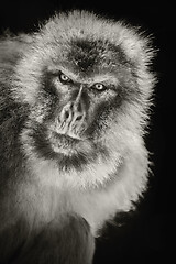 Image showing Barbary Macaque (Macaca Sylvanus)