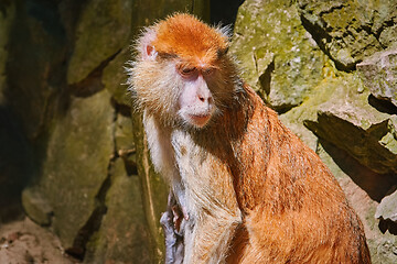 Image showing Portrait of Patas Monkey