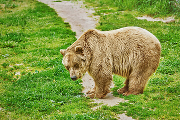 Image showing Brown Bear on Grass