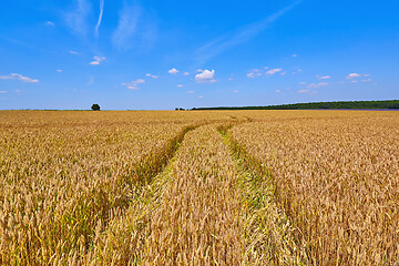 Image showing Field of Rye