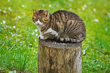 Image showing Cat on a Tree Stump