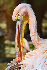 Image showing Portrait of Pelican