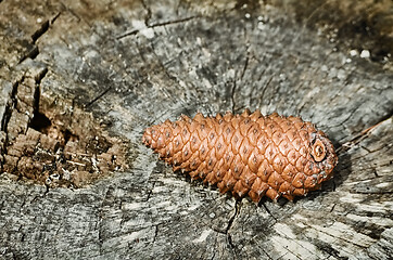 Image showing Fir Cone on the Stump