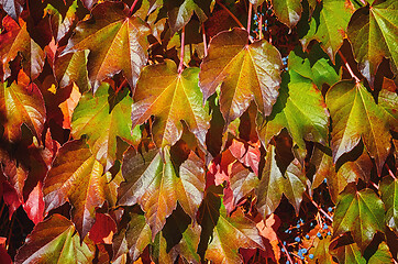 Image showing Virginia Creeper