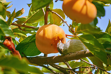 Image showing Sparrow Eats Persimmon