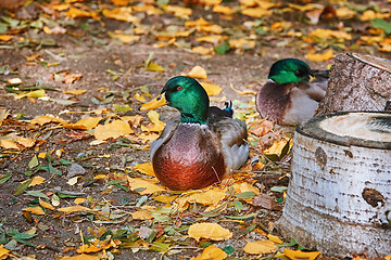 Image showing Duck Resting on the Ground