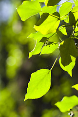 Image showing Leaves