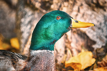 Image showing Portrait of a Duck