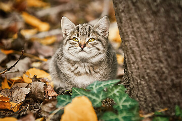 Image showing Little Kitten near the Tree