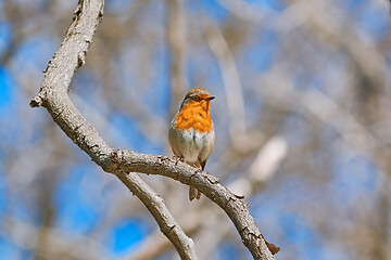 Image showing Robin on Branch