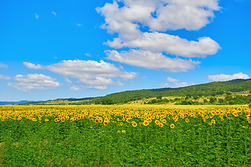 Image showing Field of Sunflowers