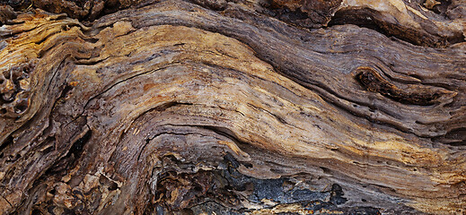 Image showing Texture of an old tree trunk washed up in ocean