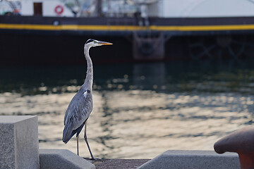 Image showing Big Great Blue Heron walking the pier.