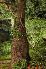 Image showing Trunk of an old tree in the park