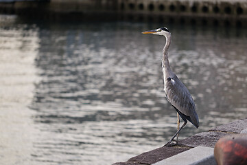 Image showing Big Great Blue Heron walking the pier.